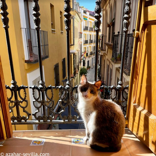 caturday may 22 2021