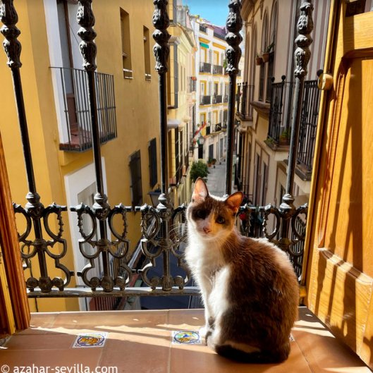 caturday may 22 2021