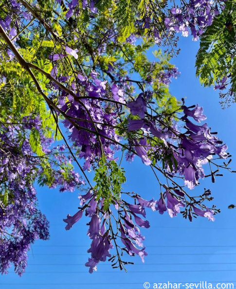 jacaranda close up