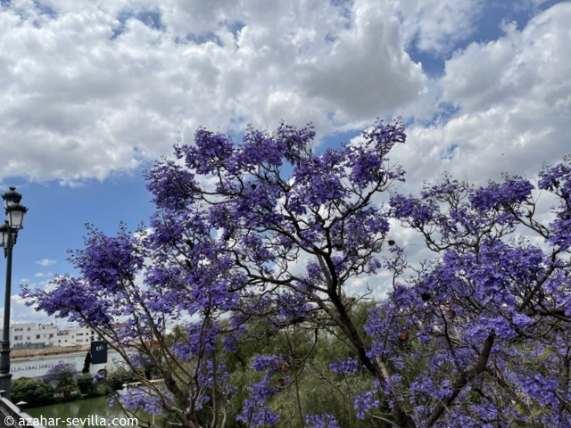 jacarandas (1)