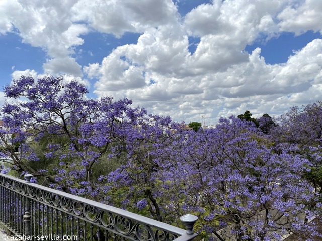jacarandas (2)