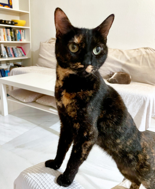 caturday june 12 2021