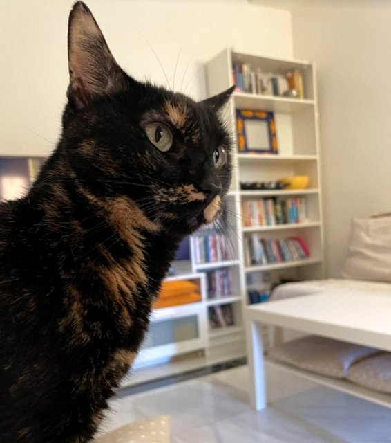 caturday june 26 2021