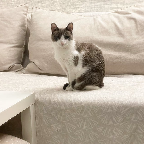 caturday june 5 2021