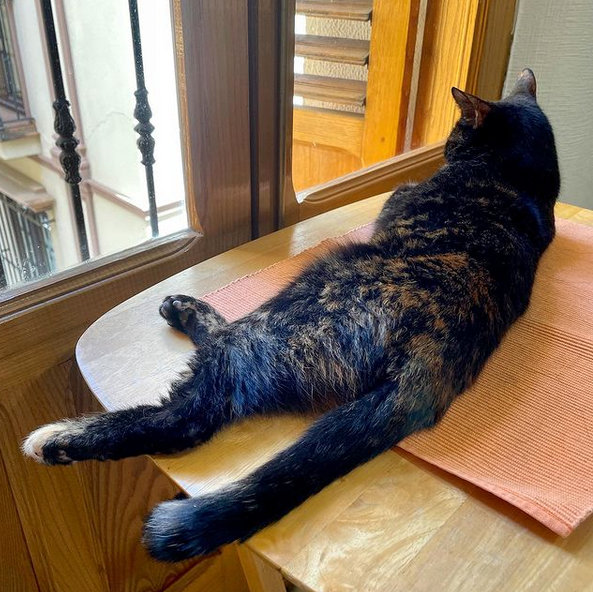 caturday july 10 2021