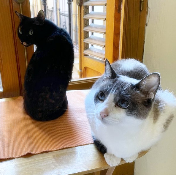 caturday july 17 2021