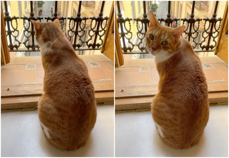 caturday july 24 2021