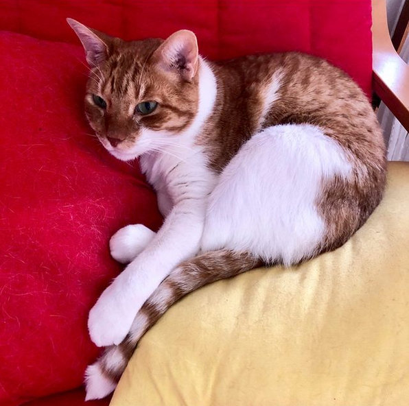 caturday july 3 2021