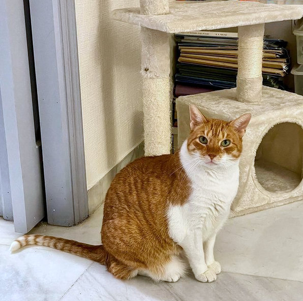 caturday july 31 2021