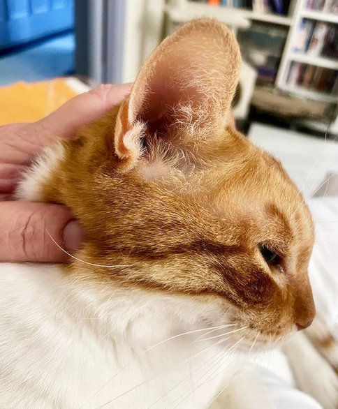 caturday sept 11 2021