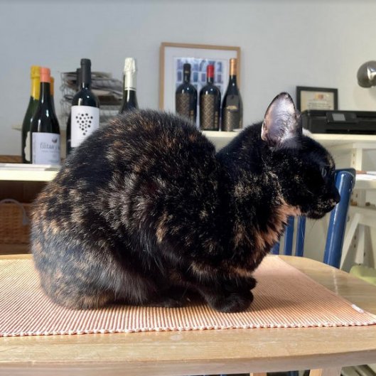 caturday sept 26 2021 (1)