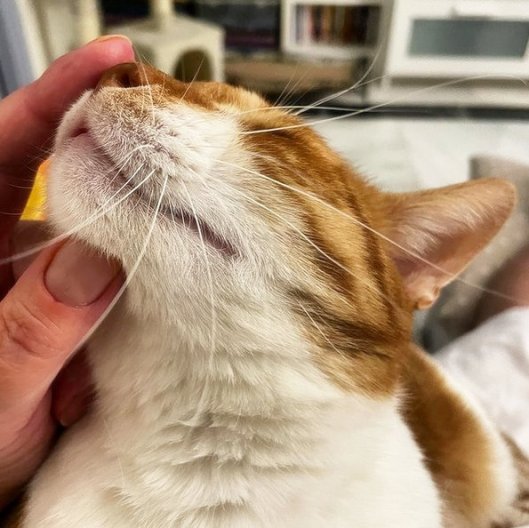 caturday sept 4 2021