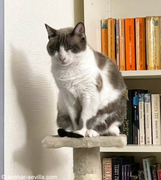 caturday september 18 2021