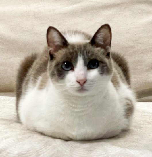 caturday oct 23 2021