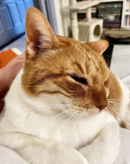 caturday oct 30 2021