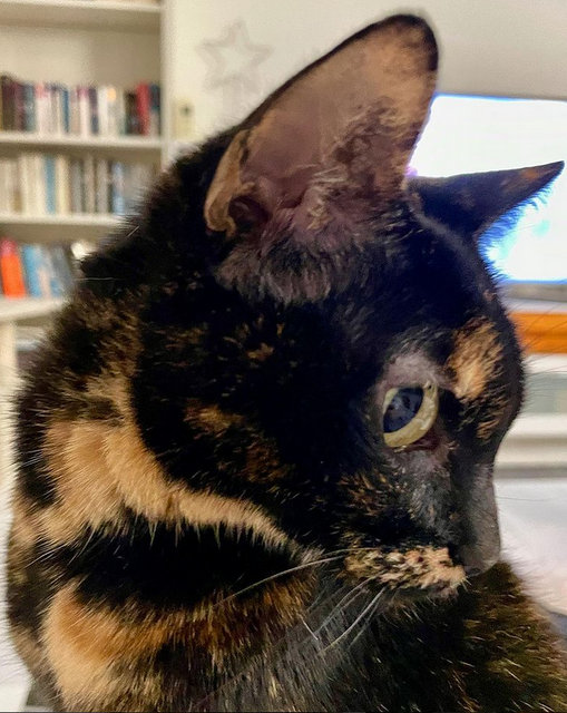 caturday nov 13 2021