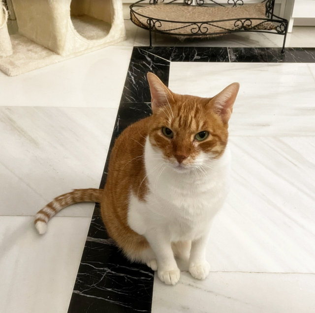 caturday nov 20 2021