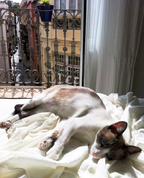 caturday nov 27 2021