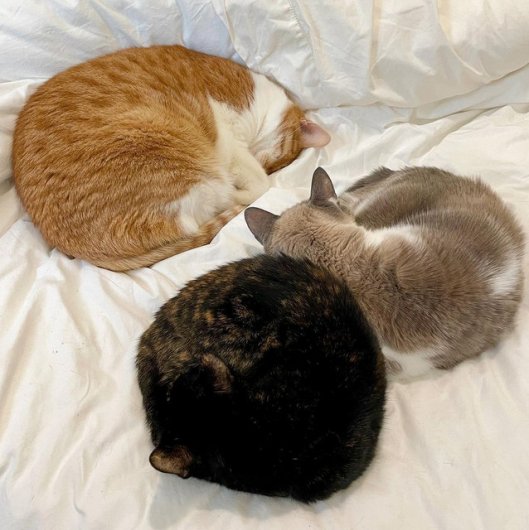 caturday dec 18 2021