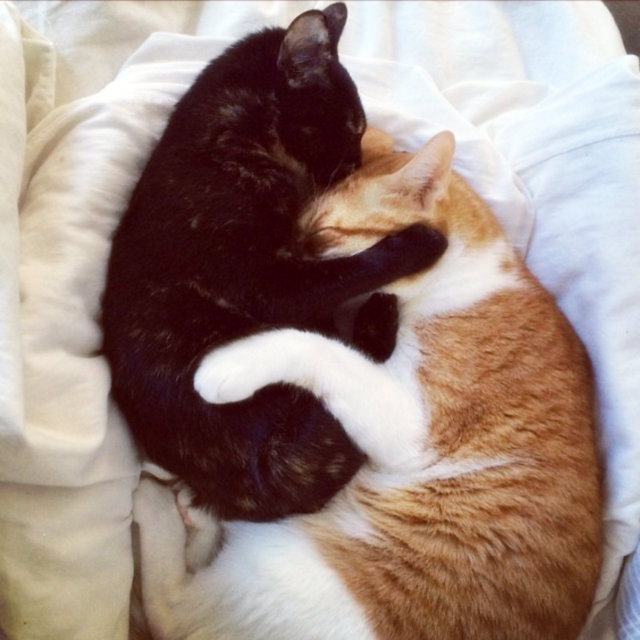 caturday january 15 2022