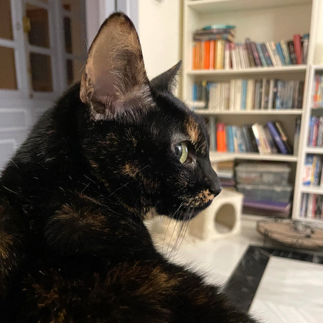 caturday january 29 2022