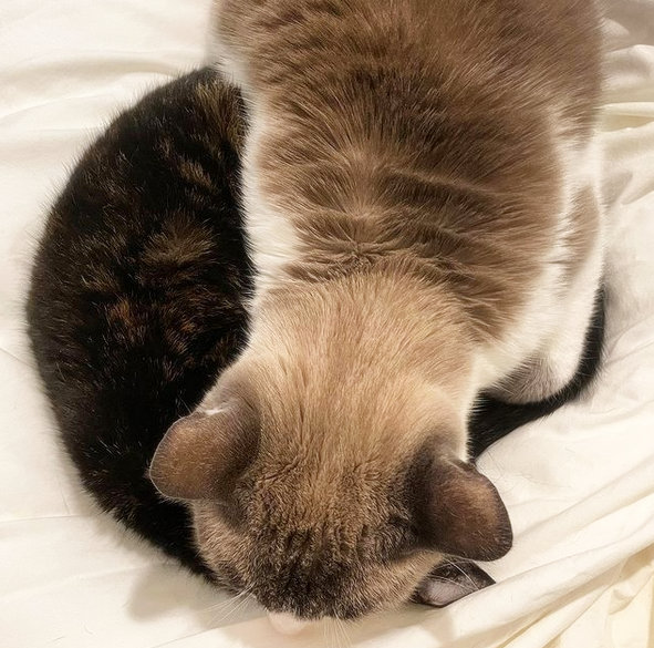 caturday january 9 2022