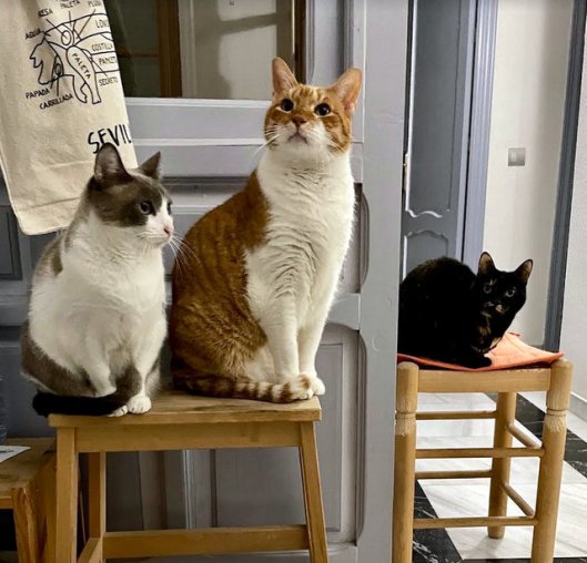 caturday feb 12 2022 (1)