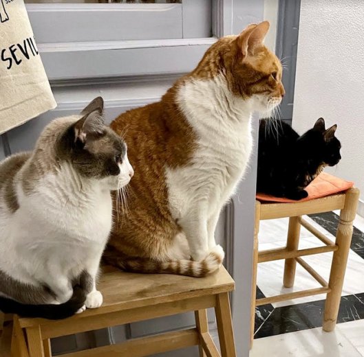 caturday feb 12 2022 (2)