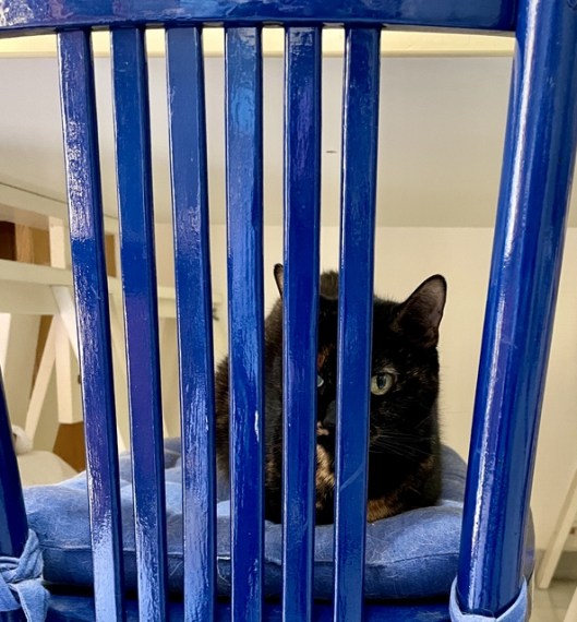 caturday feb 26 2022