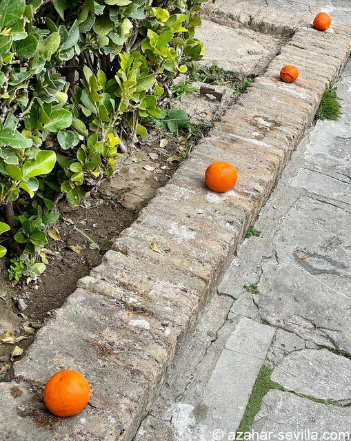 fallen oranges (2)