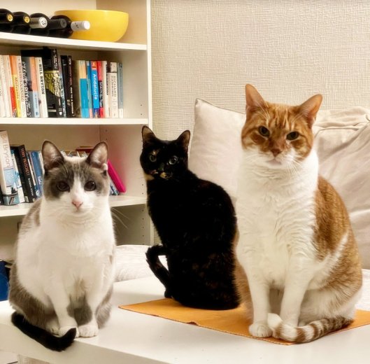 caturday march 26 2022