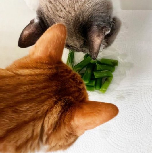 caturday april 16 2022