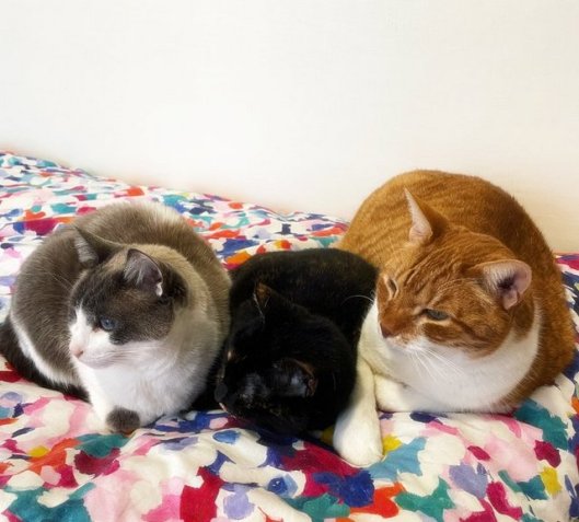 caturday april 2 2022