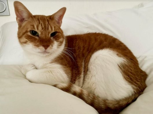 caturday april 30 2022 (1)