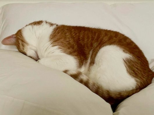 caturday april 30 2022 (2)