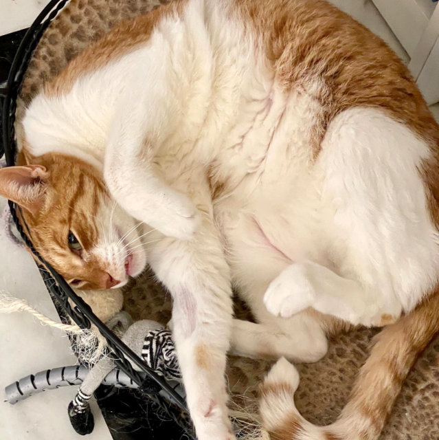 caturday may 14 2022