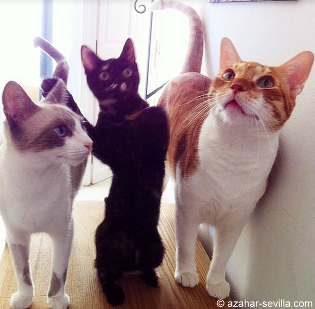 caturday may 21 2022