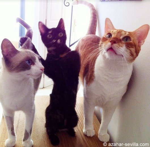 caturday may 21 2022