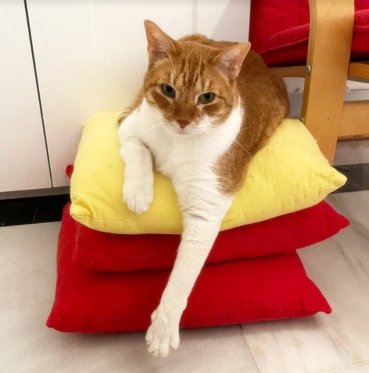 caturday may 28 2022