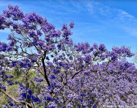 jacaranda 22 (1)