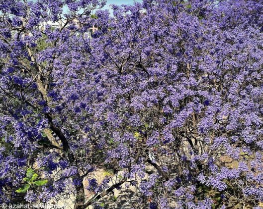 jacaranda 22 (2)