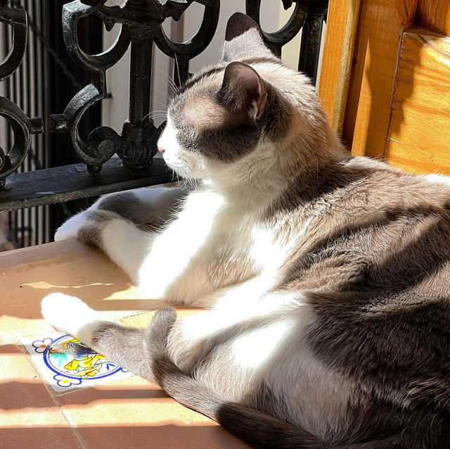 caturday june 11 2022