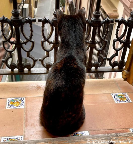 caturday june 25 2022