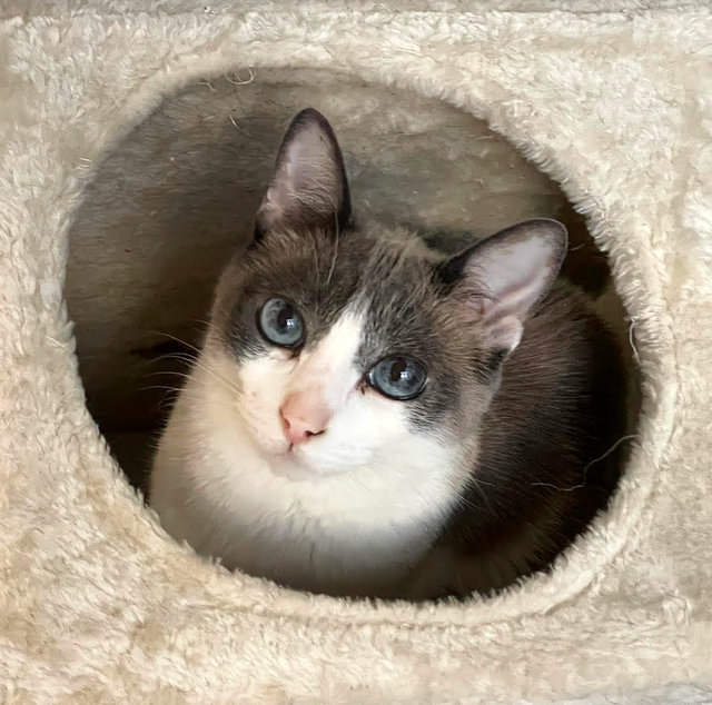 caturday june 4 2022