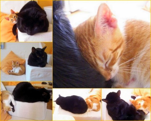 caturday july 10 2022