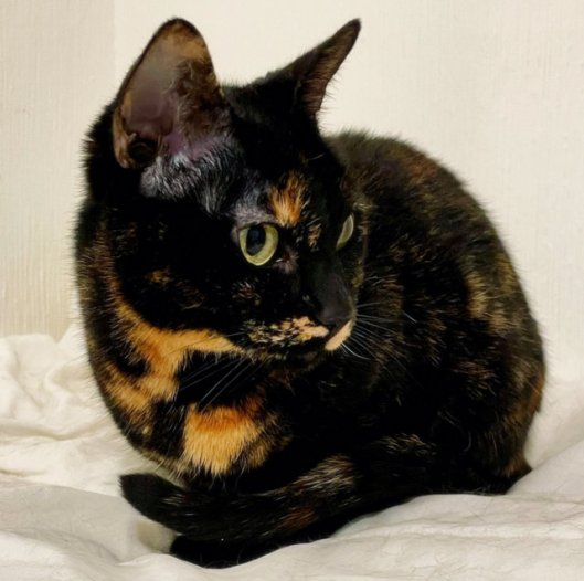 caturday july 20 2022