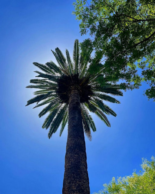 sun palm