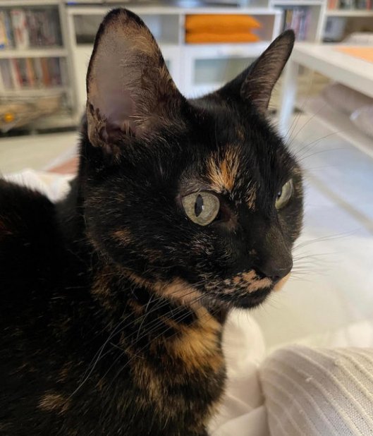 caturday august 20 2022