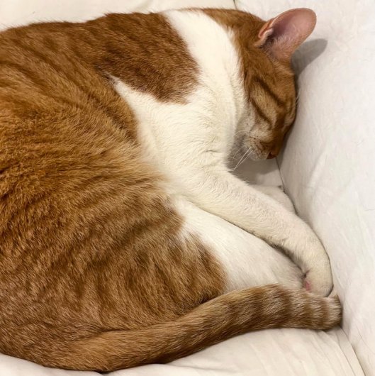 caturday august 27 2022