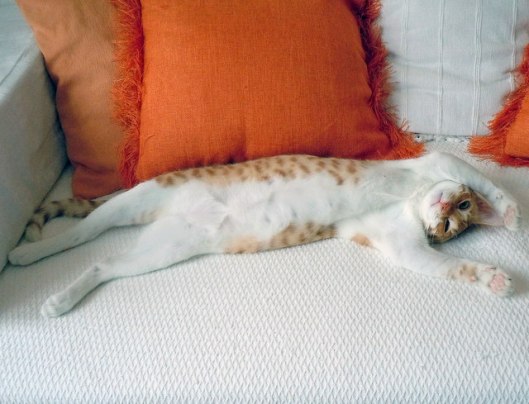 caturday august 8 2022